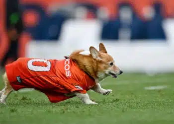 DENVER, CO - OCTOBER 29: A Welsh Corgi participates in a halftime event wearing a Denver Broncos jersey at halftime during a game between the Kansas City Chiefs and the Denver Broncos at Empower Field at Mile High on October 29, 2023 in Denver, Colorado.